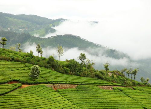 Coonoor Sightseeing (65 km Up & Down) | Ooty Tour Packages
