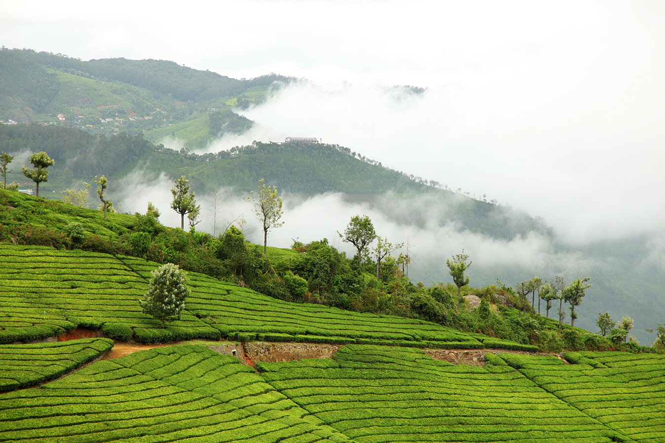 Coonoor Sightseeing (65 km Up & Down) | Ooty Tour Packages